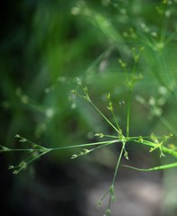 Juncus diffusissimus