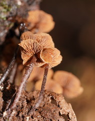 Kuehneromyces brunneoalbescens