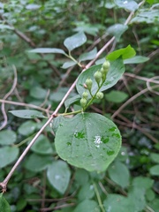 Philadelphus coronarius