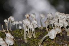 Roridomyces austrororidus