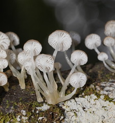 Roridomyces austrororidus