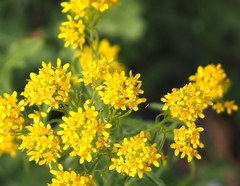 Sisymbrium austriacum