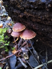 Hypholoma brunneum