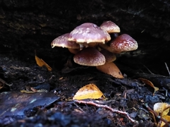 Hypholoma brunneum