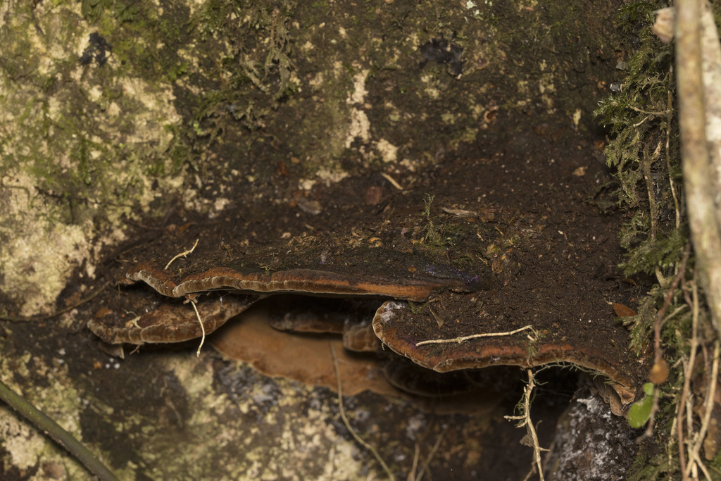 Fuscoporia senex