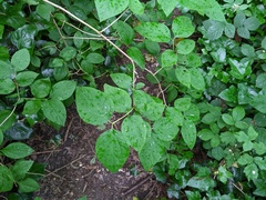 Philadelphus coronarius