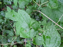Philadelphus coronarius