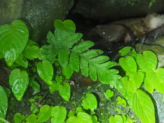 Tectaria fuscipes