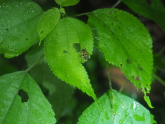 Physopelta fusciscutellata