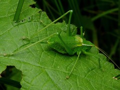 Isophya camptoxypha