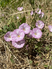 Convolvulus arvensis