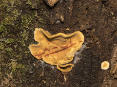 Stereum greslebiniae