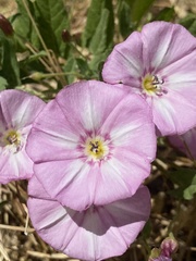 Convolvulus arvensis