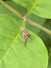 Palthis asopialis