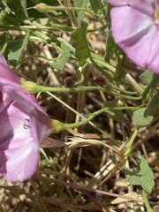 Convolvulus arvensis