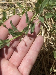 Convolvulus arvensis