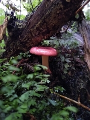 Russula nothofaginea