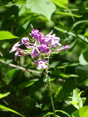 Phlox amplifolia