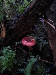 Russula nothofaginea