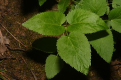 Thaspium trifoliatum aureum