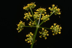 Thaspium trifoliatum aureum