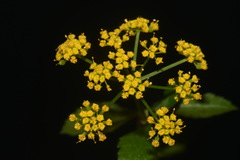 Thaspium trifoliatum aureum