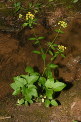 Thaspium trifoliatum aureum