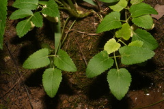 Thaspium trifoliatum aureum