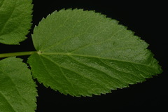 Thaspium trifoliatum aureum