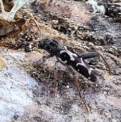 Neoclytus conjunctus