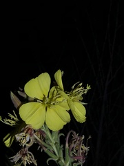 Oenothera elata hookeri