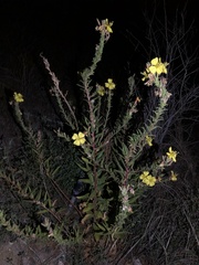 Oenothera elata hookeri