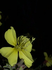 Oenothera elata hookeri