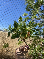 Pistacia atlantica