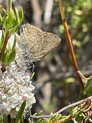 Satyrium auretorum fumosum