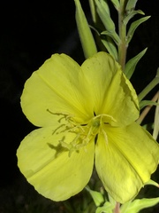 Oenothera elata hookeri