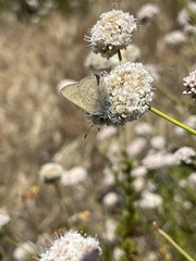 Satyrium auretorum fumosum
