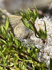 Satyrium auretorum fumosum