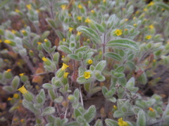 Mimetanthe pilosa