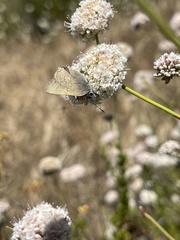 Satyrium auretorum fumosum