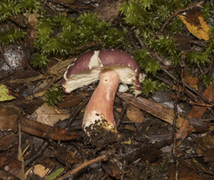 Russula nothofaginea