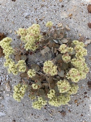 Eriogonum robustum