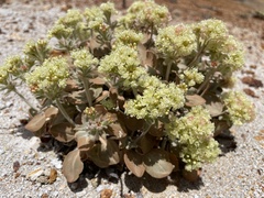 Eriogonum robustum