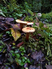 Austropaxillus boletinoides