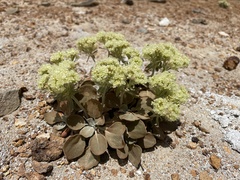 Eriogonum robustum