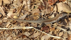 Aspidoscelis lineattissimus