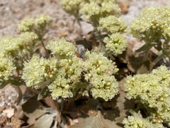 Eriogonum robustum