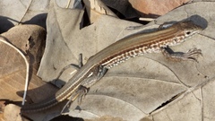 Aspidoscelis lineattissimus