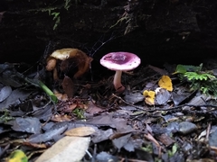 Russula nothofaginea