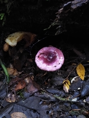 Russula nothofaginea